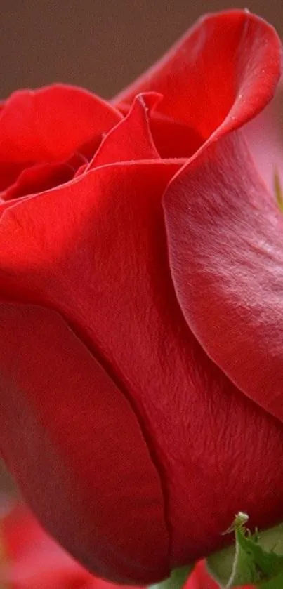 Close-up of a vibrant red rose petal wallpaper.