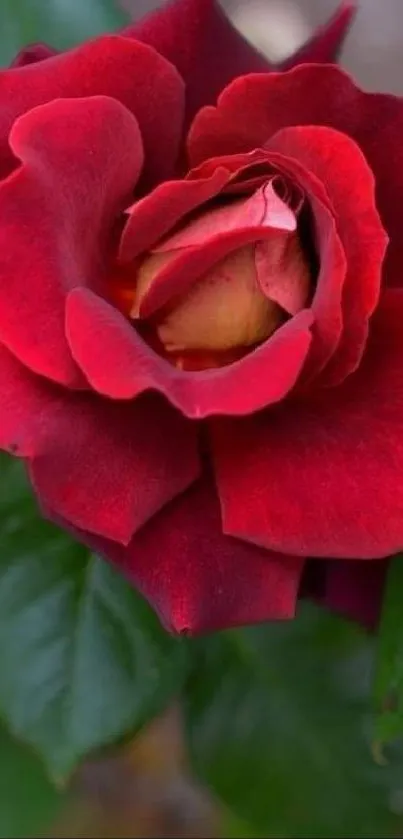 Vibrant red rose with green leaves mobile wallpaper.