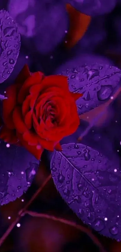 Vibrant red rose with purple leaves wallpaper.