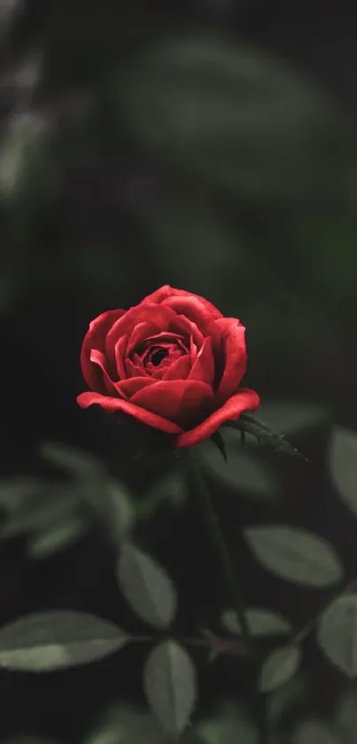 Mobile wallpaper featuring a vibrant red rose in bloom.