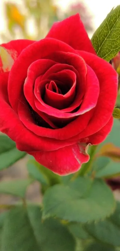 Close-up of a vibrant red rose with green leaves.