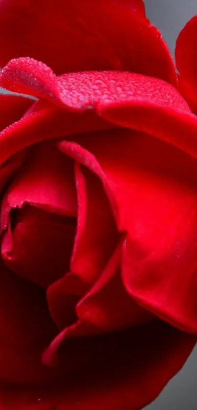 Close-up of a vibrant red rose with detailed petals.