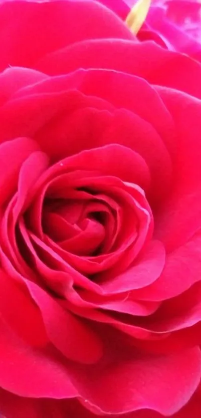 Close-up of a vibrant red rose with rich color and intricate petals.