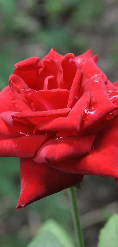 Close-up of vibrant red rose with lush green background.