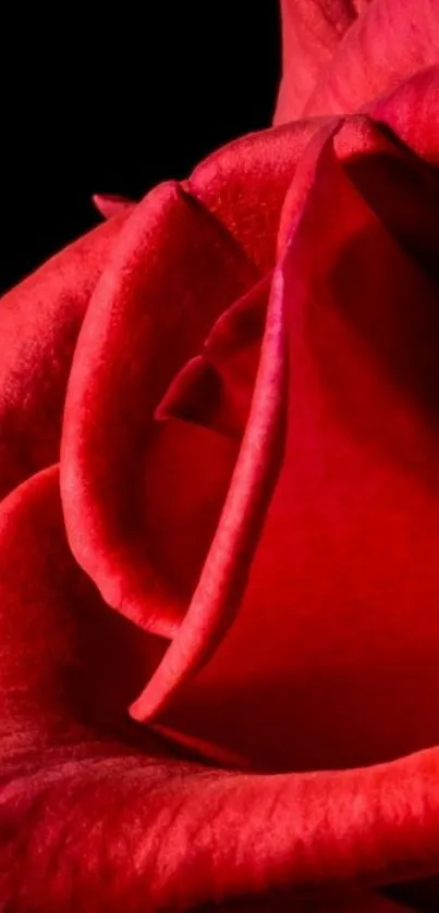 Close-up of vibrant red rose petals on a dark background.