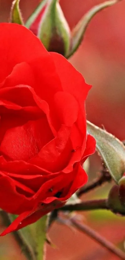 Close-up of a vibrant red rose bloom with soft focus background.