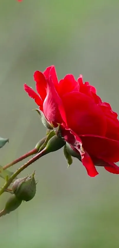 Close-up of a vibrant red rose against a blurred background.