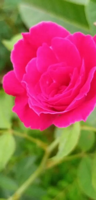 Vibrant red rose with green leaves background.