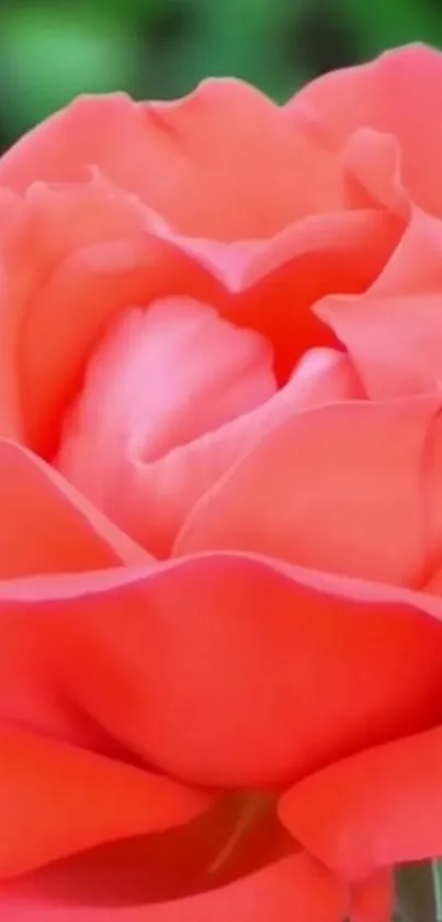 Close-up of a vibrant red rose with soft petals and green leaves.