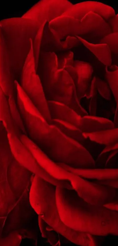 Close-up of a vibrant red rose on a black background.