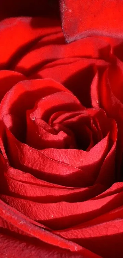 Close-up of a vibrant red rose with detailed petals.