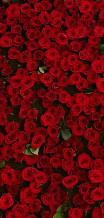 Vibrant red roses wallpaper with lush blooms and green leaves.