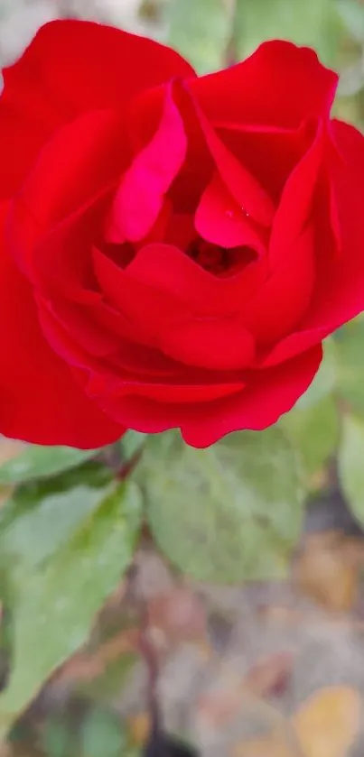 Vibrant mobile wallpaper of a red rose with lush green leaves.