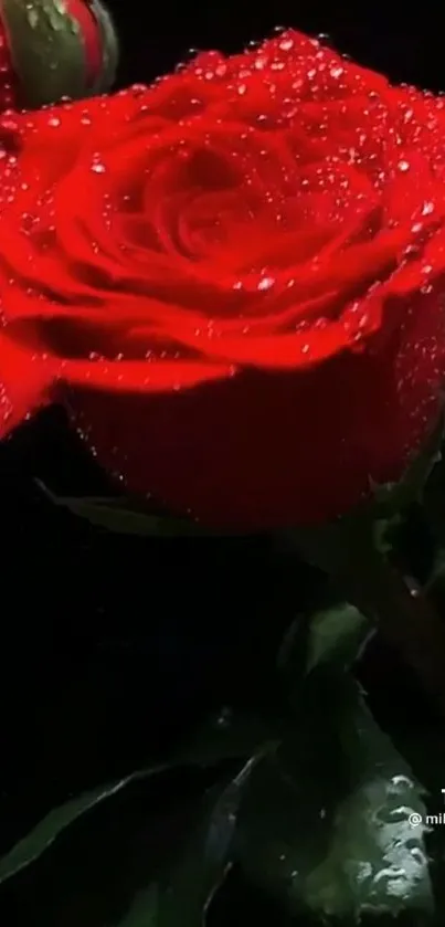 Vibrant red rose with dew on black background.