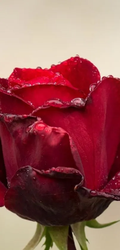 Close-up of a vibrant red rose with dewdrops on petals.