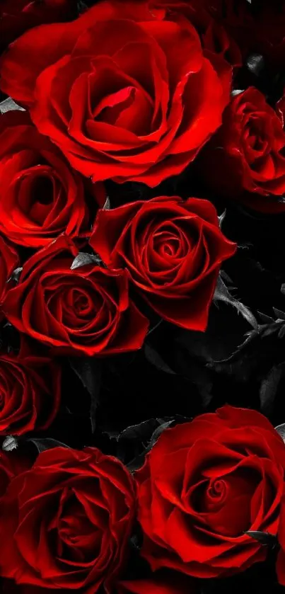 A stunning wallpaper of vibrant red roses in full bloom.