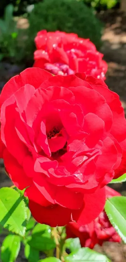 Vibrant red rose with green leaves in sunlight.