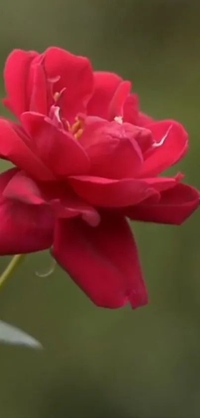 Close-up of a vibrant red rose against a blurry green background.