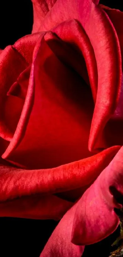 Close-up of a vibrant red rose with delicate petals on a dark background.