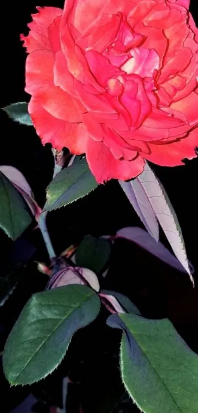 Close-up of a vibrant red rose with dark background.