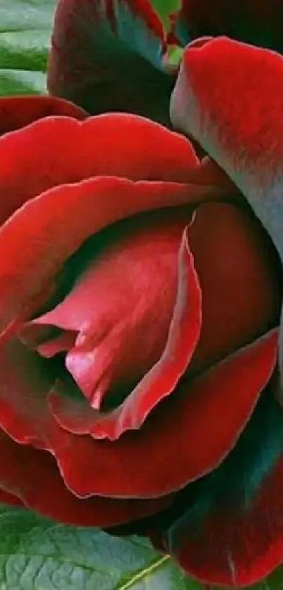 Close-up of a vibrant red rose with green leaves.