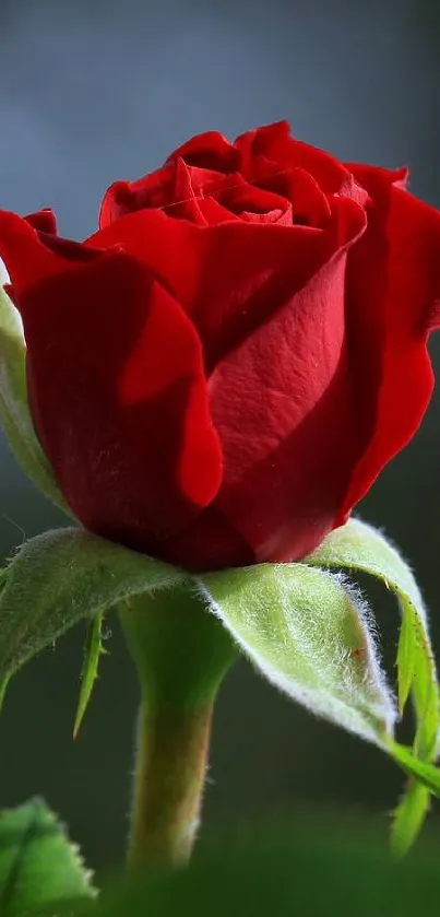 Close-up of a vibrant red rose against a soft-focus background.