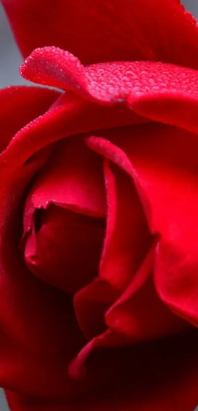 Close-up of a vibrant red rose with dewdrops on petals.