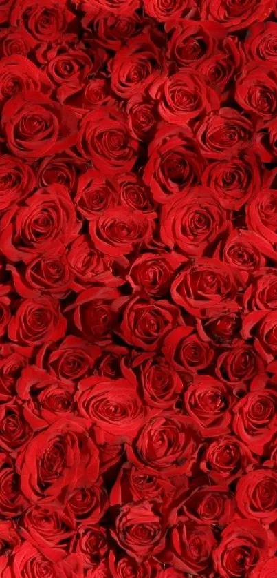 A vibrant red rose wallpaper with lush petals filling the screen.