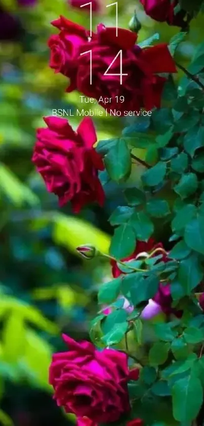 Stunning red roses with vibrant green leaves wallpaper