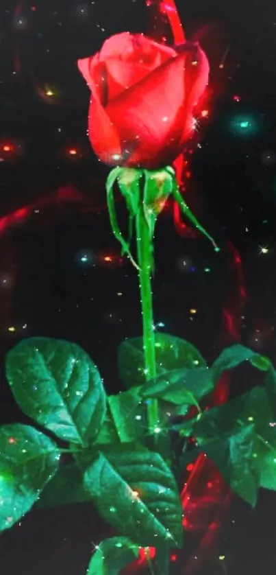 Vibrant red rose on dark background with colorful lights.