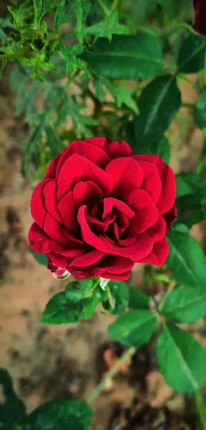 Close up of a vibrant red rose with green leaves.