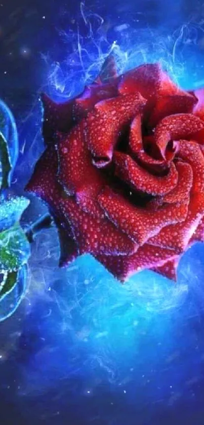 Red rose with water droplets on a vibrant blue background.