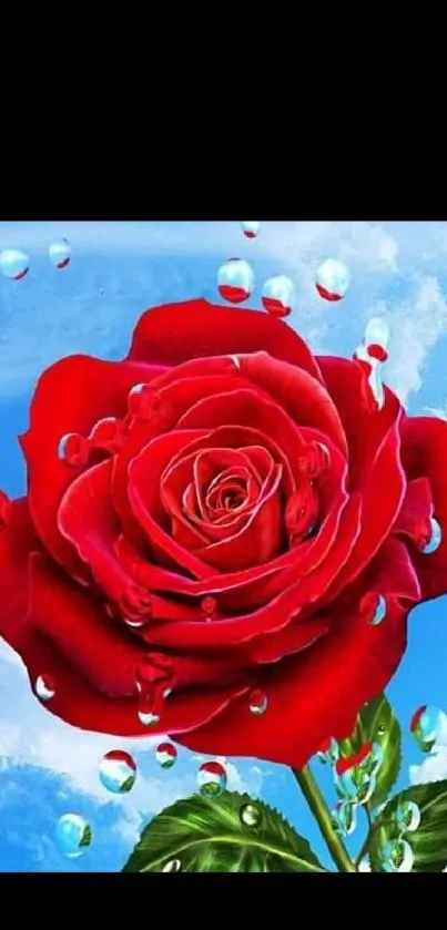 Vibrant red rose with water droplets against blue sky wallpaper.