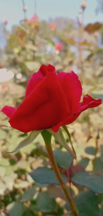 Vibrant red rose in full bloom amidst green leaves.