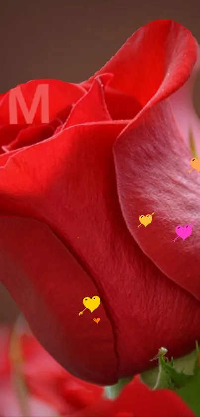 Close-up of a red rose with heart accents.