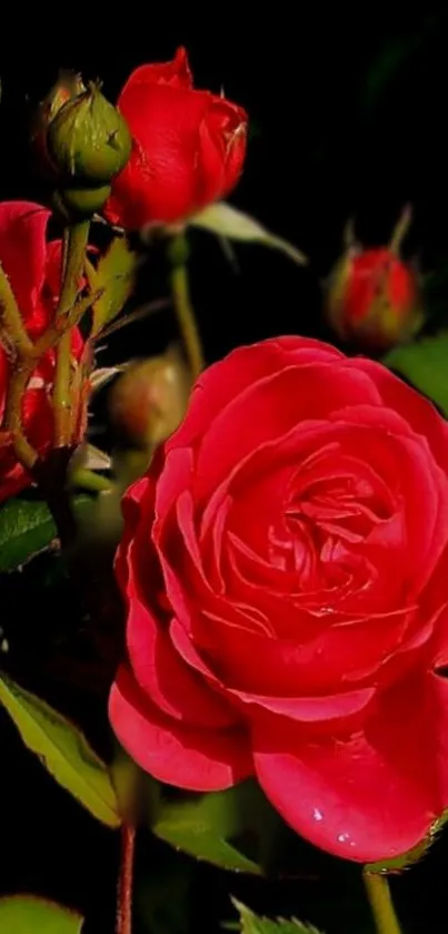 Close-up of vibrant red rose with lush green leaves.