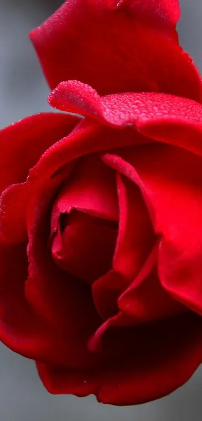 Close-up of a vibrant red rose with dew drops.