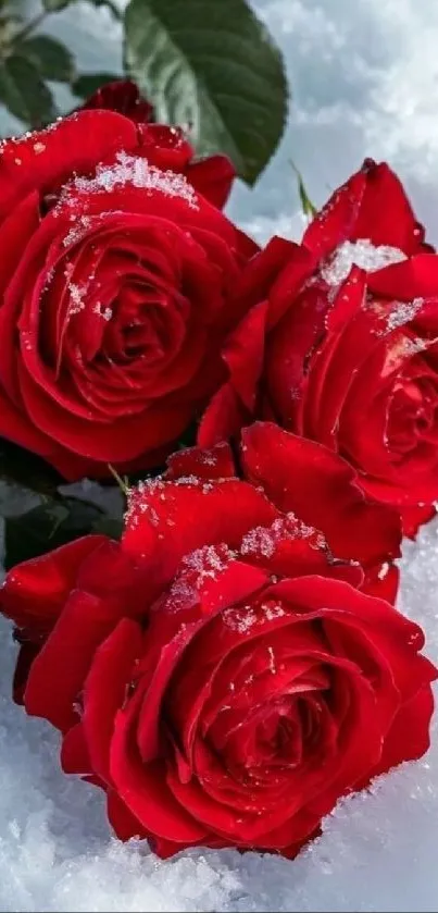 Three vibrant red roses against snow background