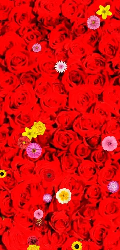 A vibrant wallpaper showcasing elegant red roses covering the entire screen.