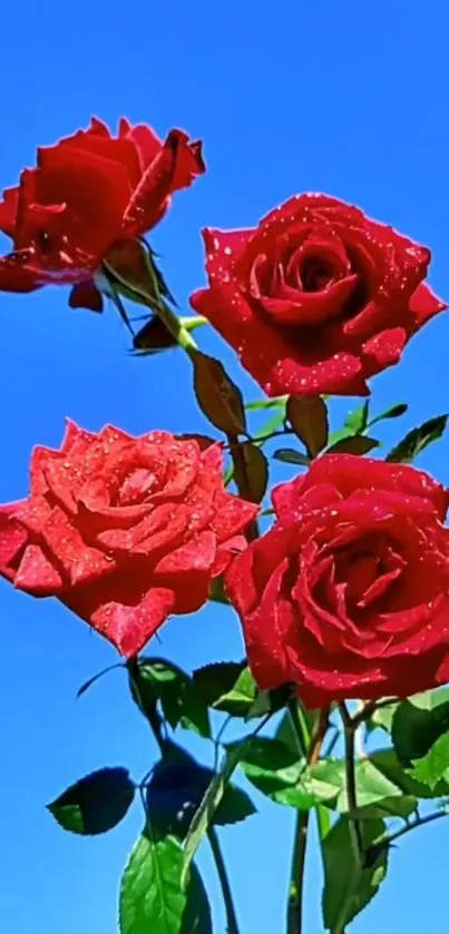 Red roses under a bright blue sky, perfect for a vibrant background.