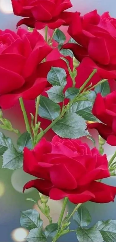 Wallpaper of vibrant red roses with green leaves and a bokeh background.