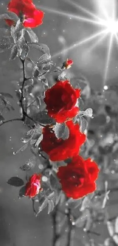 Red roses on black and white background with light flare.