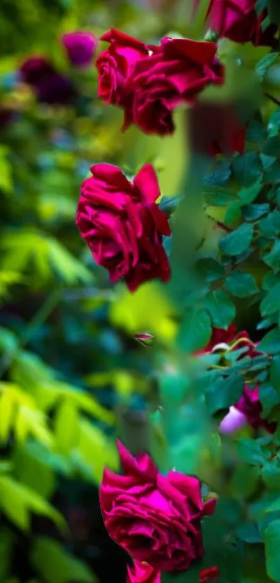 Mobile wallpaper of vibrant red roses against green foliage.