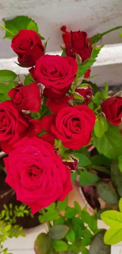 Vibrant red roses with lush green leaves on a mobile wallpaper.