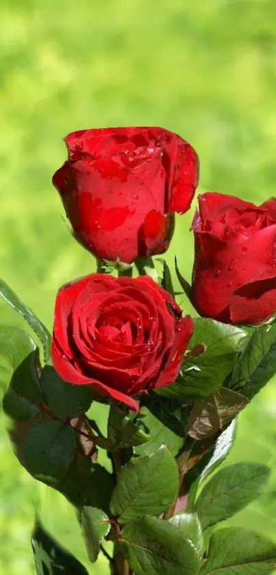 Mobile wallpaper with vibrant red roses and green background.