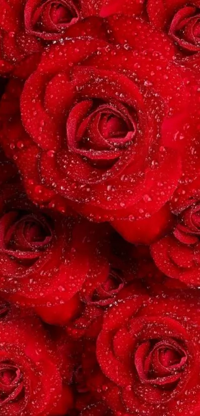 Vibrant red roses with dewy petals wallpaper.