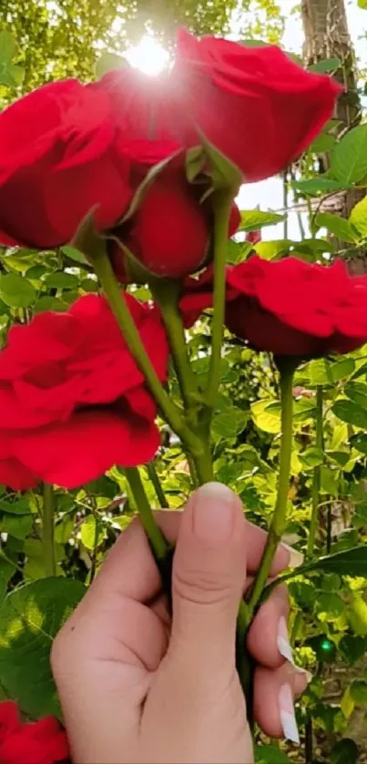 A hand holds vibrant red roses against a lush green backdrop.