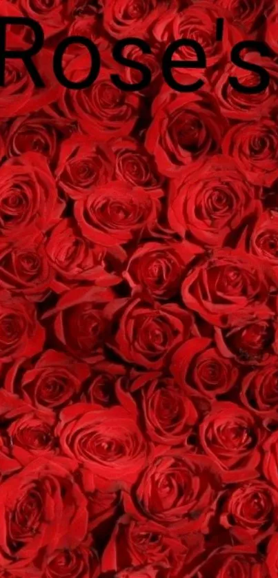 A vibrant wallpaper of beautifully arranged red roses.