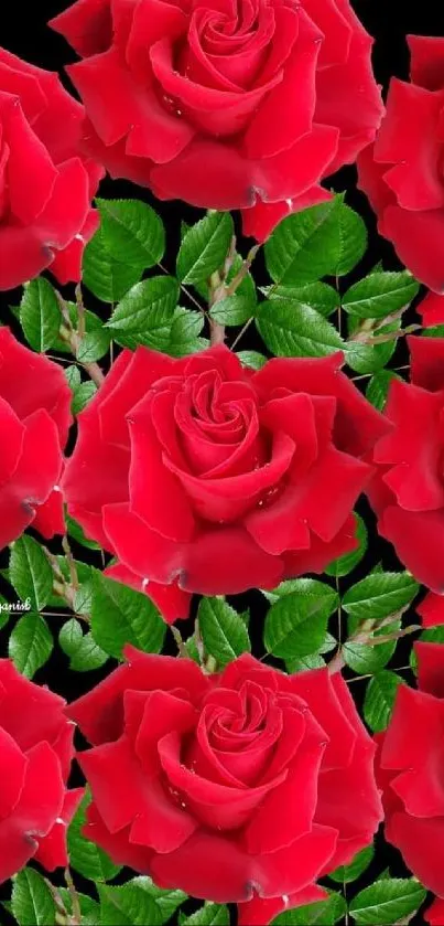 Vibrant red roses with green leaves on a black background.