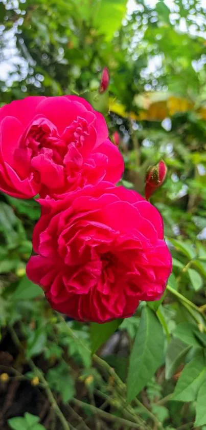 Vibrant red roses with lush green leaves in a garden setting.